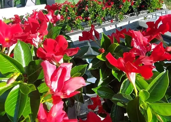 Panoramic View La Quiete Апартаменты